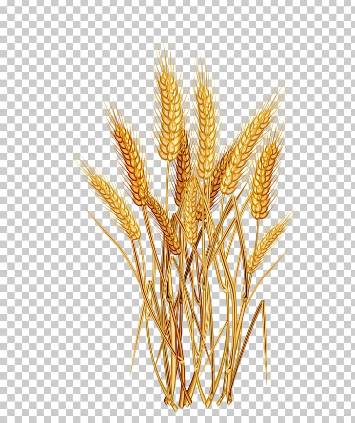Common Wheat Cereal Ear PNG, Clipart, Agriculture, Avena, Cereal, Cereal Germ, Cli Free PNG Download