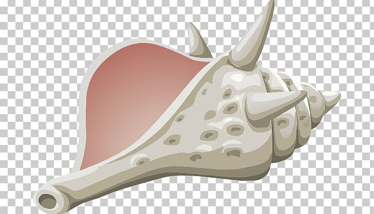 Conch Seashell PNG, Clipart, Bone, Computer Icons, Conch, Conch Cliparts, Drawing Free PNG Download