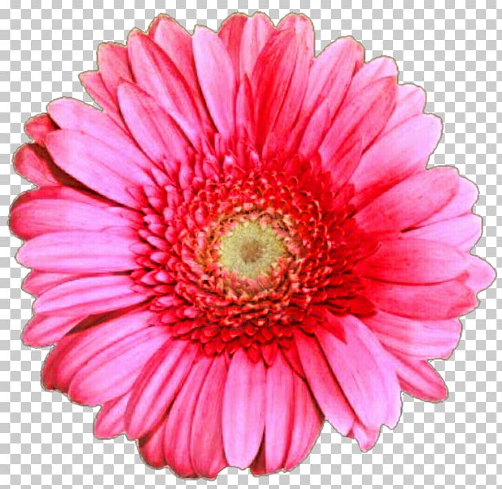 Gerbera Jamesonii Stock Photography Rose PNG, Clipart, Annual Plant, Aster, Asterales, Carnation, Chrysanths Free PNG Download