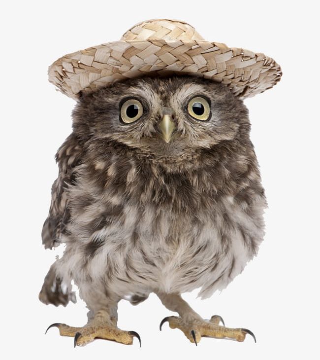 Hat Owl PNG, Clipart, Animal, Birds, Hat Clipart, Hat Clipart, Lovely Free PNG Download