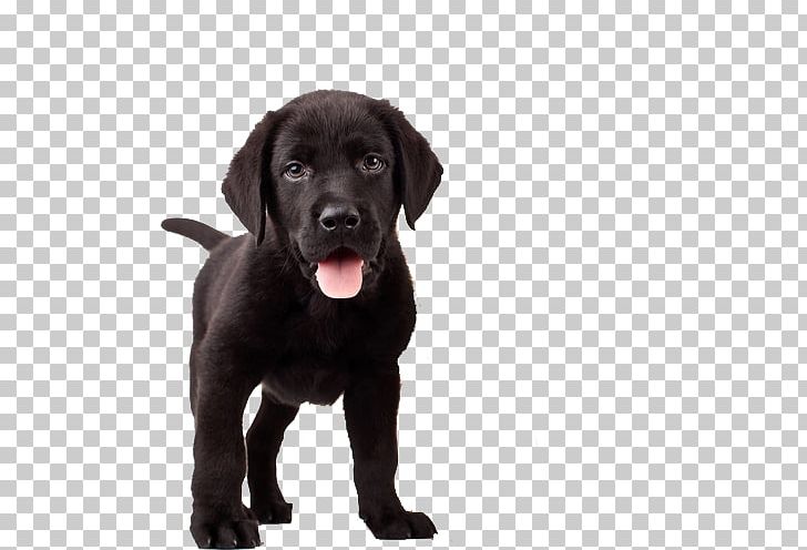 Labrador Retriever Training Your Puppy French Bulldog Pet PNG, Clipart, Animal, Animal Rescue Group, Animals, Borador, Carnivoran Free PNG Download