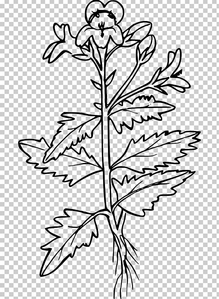 Mustard Plant Mustard Seed Coloring Book Black Mustard PNG, Clipart, Branch, Coloring Book, Drawing, Firkin, Flora Free PNG Download