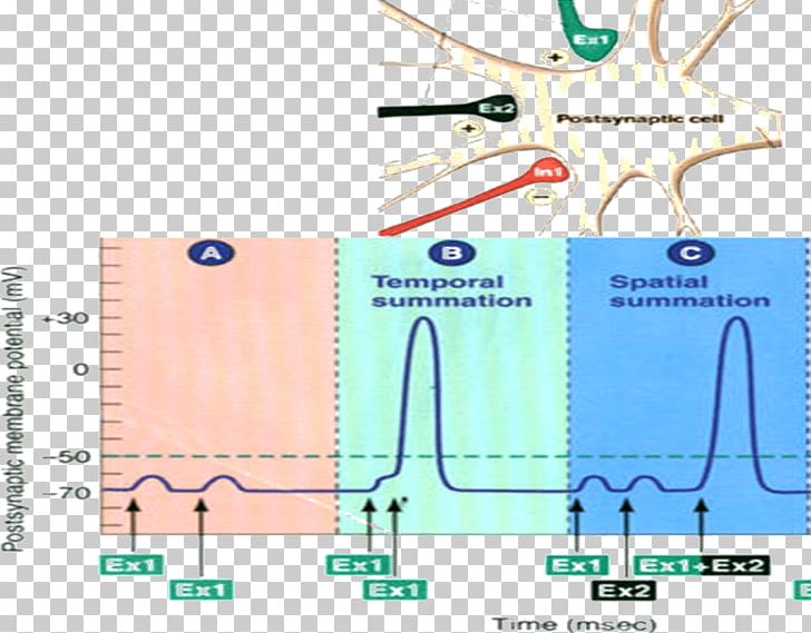 Excitatory Postsynaptic Potential Action Potential Neuron Membrane Potential PNG, Clipart, Action Potential, Angle, Area, Cell Membrane, Diagram Free PNG Download