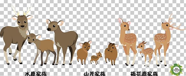 Formosan Sambar Deer Reeves's Muntjac Taiwan Formosan Sika Deer PNG, Clipart, Animal, Animal Figure, Animals, Antelope, Antler Free PNG Download
