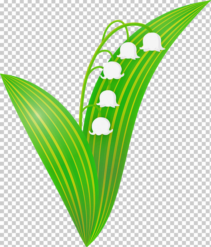 Lily Bell Flower PNG, Clipart, Anthurium, Flower, Green, Leaf, Lily Bell Free PNG Download