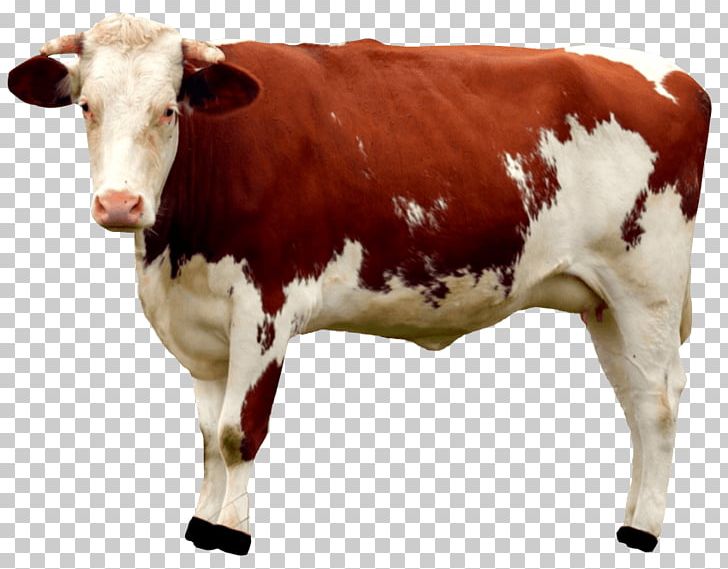Beef Cattle Holstein Friesian Cattle Milk Dairy Cattle PNG, Clipart, Animal, Beef Cattle, Bull, Calf, Cattle Free PNG Download