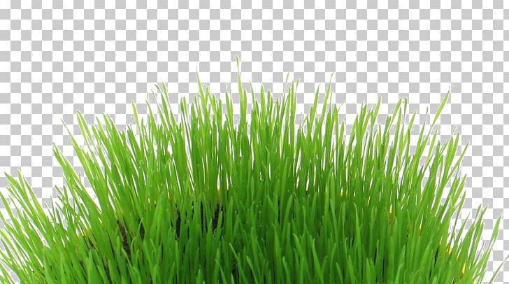 Editing Desktop PNG, Clipart, 13 Th, Chrysopogon Zizanioides, Commodity, Creative Commons, Desktop Wallpaper Free PNG Download