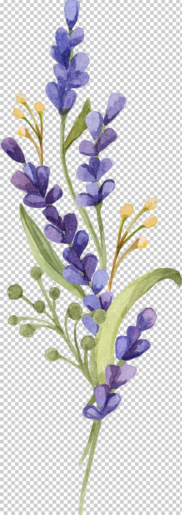 English Lavender Provence Lavandula Dentata French Lavender Flower PNG, Clipart, Common Sage, Desktop Wallpaper, English Lavender, Flora, Flower Free PNG Download