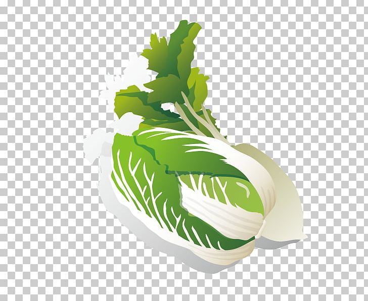 Leaf Vegetable Chinese Cabbage Radish PNG, Clipart, Cabbage, Cabbage Leaves, Cabbage Vector, Cartoon Cabbage, Chinese Cabbage Free PNG Download