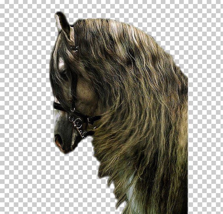 Mustang Stallion Andalusian Horse Pony Freikörperkultur PNG, Clipart, Andalusian Horse, Fur, Horse, Horse Like Mammal, Mane Free PNG Download