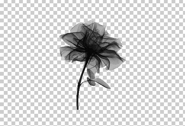 X-ray Rose Radiography Light PNG, Clipart, Background Black, Black, Black And White, Black Background, Black Board Free PNG Download