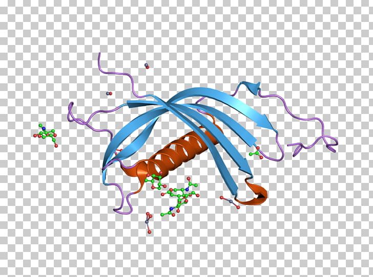 CST7 Cystatin C Protein Gene PNG, Clipart, 2 Ch, Art, Chronic Kidney Disease Ckd, Cystatin, Cystatin C Free PNG Download