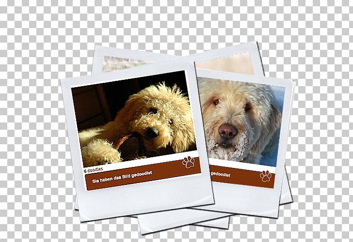 Labradoodle Dog Breed Goldendoodle Puppy PNG, Clipart, Animals, Breed, Crossbreed, Dog, Dog Breed Free PNG Download