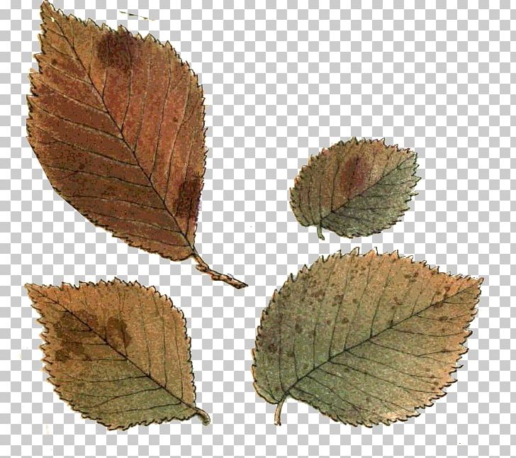 Leaf Northern Hemisphere Southern Hemisphere Autumn PNG, Clipart, Autumn, Happiness, Leaf, North, Northern Hemisphere Free PNG Download