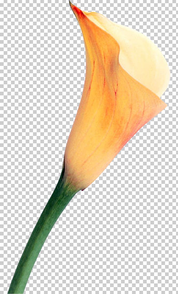 Close-up Plant Stem PNG, Clipart, Arum, Calla, Closeup, Flora, Flower Free PNG Download
