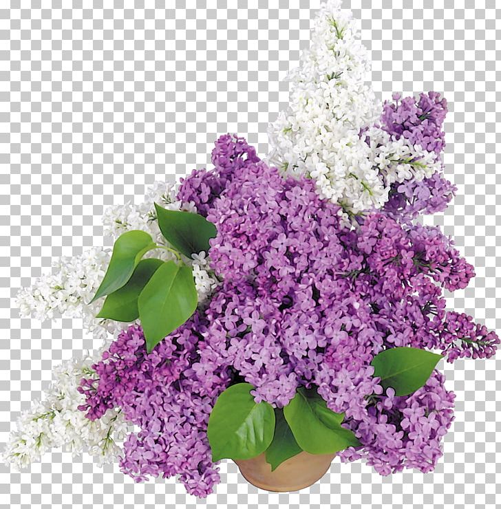 Flowerpot Common Lilac Cut Flowers PNG, Clipart, Annual Plant, Bouquet, Common Lilac, Cut Flowers, Desktop Wallpaper Free PNG Download