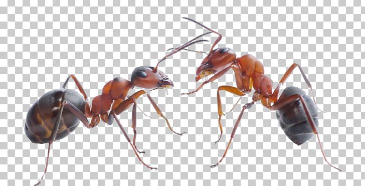 The Ants Black Garden Ant Carpenter Ant Pest Control PNG, Clipart, Ant, Ant Eggs, Ants, Aphid, Argentine Ant Free PNG Download