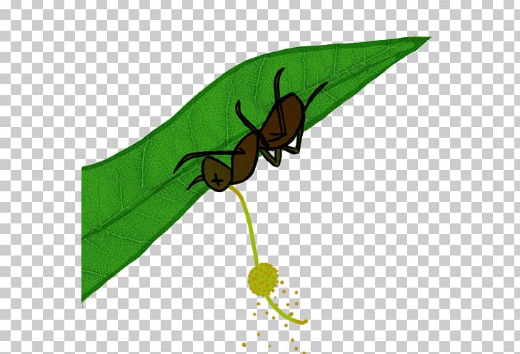 Ant Ophiocordyceps Unilateralis Caterpillar Fungus PNG, Clipart, Animal, Animals, Ant, Biological Life Cycle, Carpenter Ant Free PNG Download