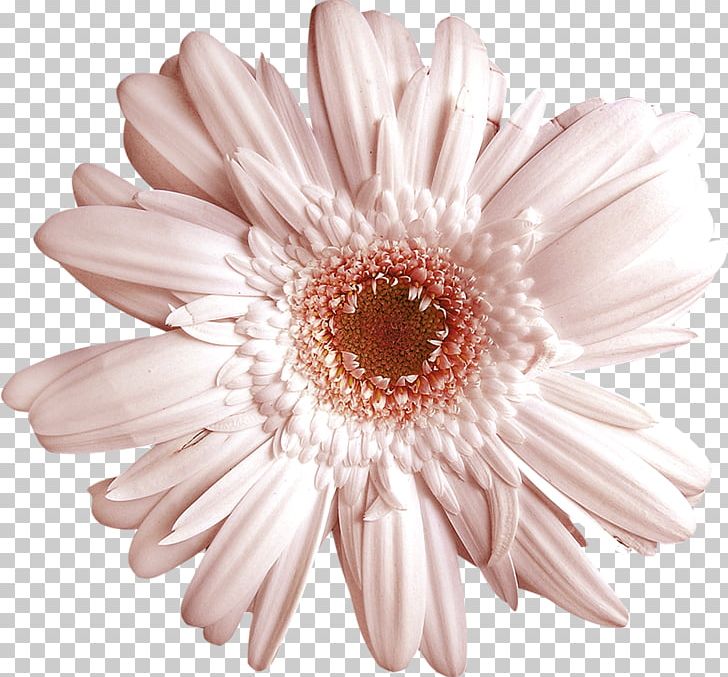 Flower Euclidean Floral Design PNG, Clipart, Abstract, Abstract Flowers Pictures, Daisy Family, Floral, Flowers Free PNG Download
