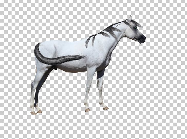 Stallion Arabian Horse Mustang Foal Mare PNG, Clipart, Animal, Arabian Horse, Bridle, Colt, Foal Free PNG Download