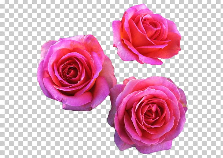 Fragrant Roses Shrub Roses Starting A Rose Garden PNG, Clipart, Artificial Flower, Cut Flowers, Floral Design, Floribunda, Floristry Free PNG Download