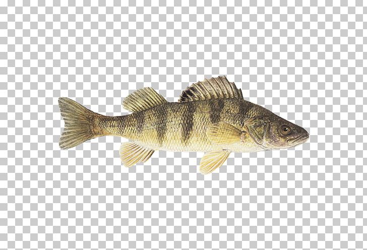 Seafood Watch Lake Erie Lake Of The Woods PNG, Clipart, 12 Years, Animal Source Foods, Barramundi, Bass, Bony Fish Free PNG Download