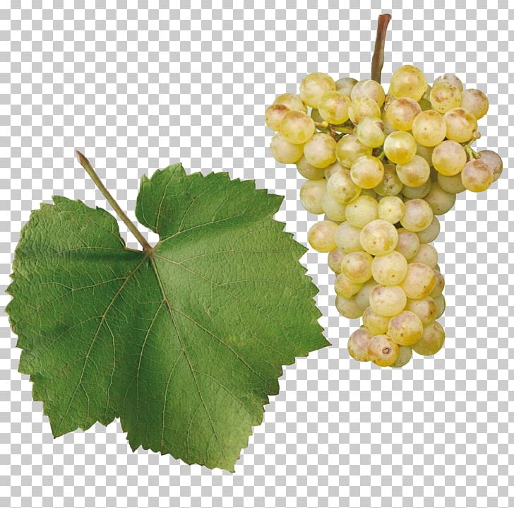 Sultana Chardonnay Gouais Blanc Chenin Blanc Gewürztraminer PNG, Clipart, Cabernet Sauvignon, Chardonnay, Chenin Blanc, Common Grape Vine, Food Free PNG Download