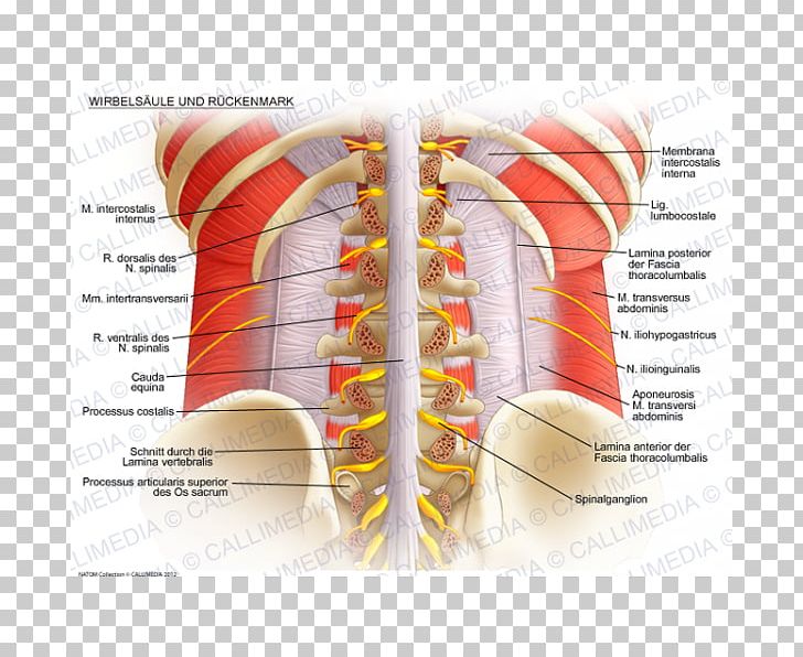 Vertebral Column Spinal Cord Lumbar Vertebrae Anatomy Rachis PNG, Clipart, Anatomy, Atlas, Blood Vessel, Cauda Equina, Cervical Vertebrae Free PNG Download