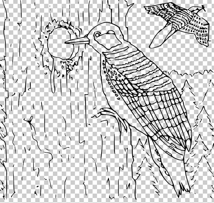 Coloring Book Woodpecker Child Doodle Infant PNG, Clipart, Adult, Angle, Area, Art, Artwork Free PNG Download