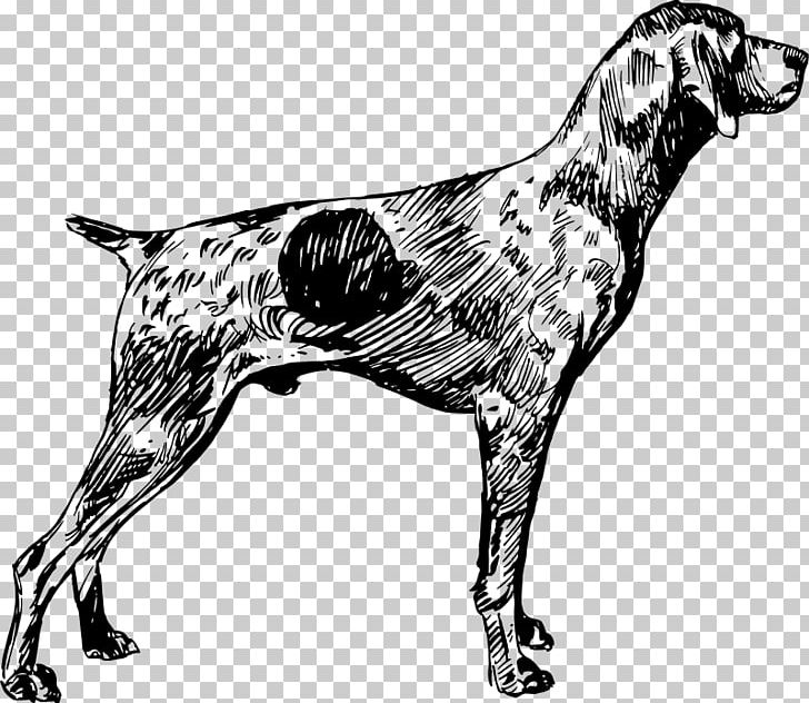 English Setter Dog Breed German Shorthaired Pointer German Wirehaired Pointer PNG, Clipart, Black And White, Carnivoran, Dog Breed, Dog Like Mammal, Germa Free PNG Download