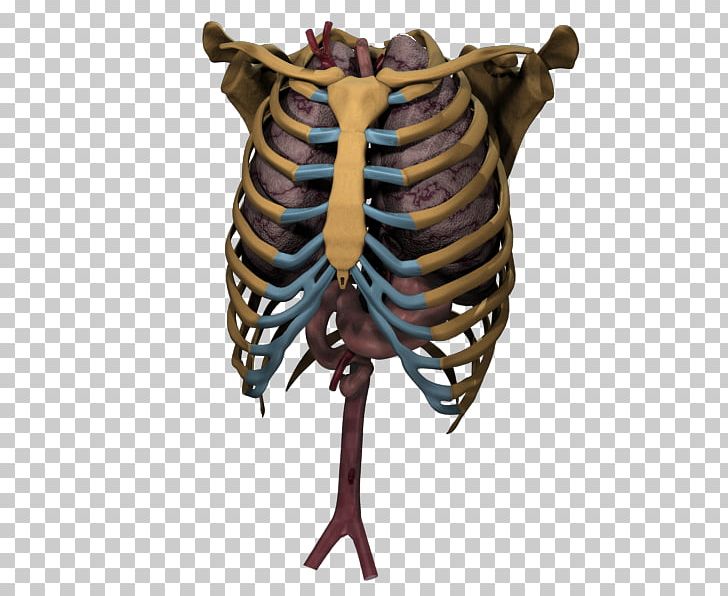 Skeleton Bone Organism PNG, Clipart, Bone, Fantasy, Organism, Skeleton, Thoracic Free PNG Download