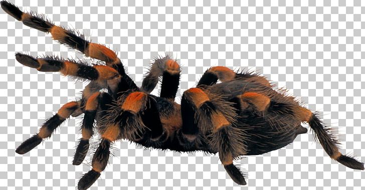 Spider Tito & Tarantula Portable Network Graphics PNG, Clipart, After Dark, Arachnid, Arthropod, Black House Spider, Brachypelma Albopilosum Free PNG Download