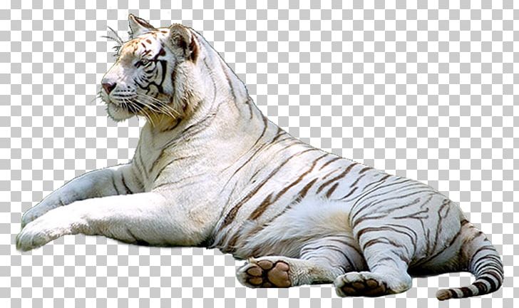Tiger Cat In The Wild PNG, Clipart, Animal, Animals, Big Cats, Blog, Carnivoran Free PNG Download