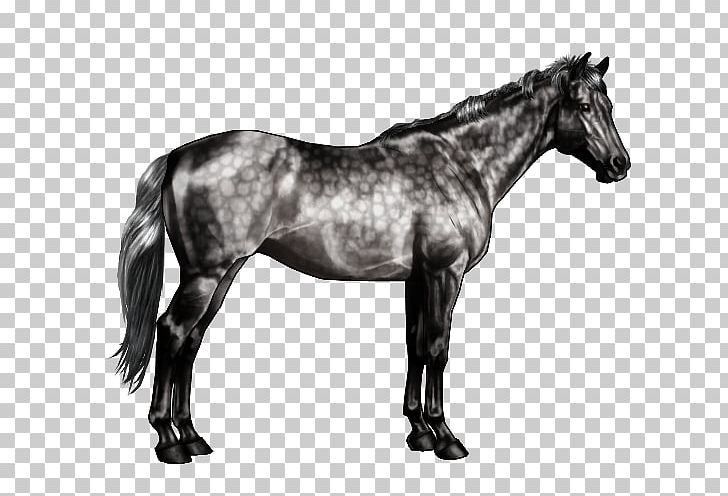 American Paint Horse Arabian Horse Stallion Horse Markings Roan PNG, Clipart, Arabian Horse, Black And White, Bridle, Buckskin, Chestnut Free PNG Download