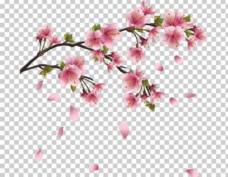 Cherry Blossom PNG, Clipart, Blossom, Branch, Cherry, Cherry Blossom, Clip Art Free PNG Download