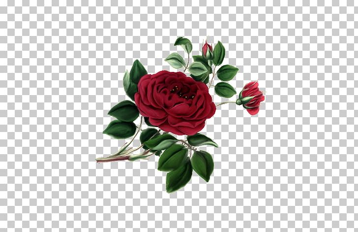 Garden Roses Centifolia Roses Cut Flowers PNG, Clipart, Artificial Flower, Blume, Bud, Centifolia Roses, Cut Flowers Free PNG Download
