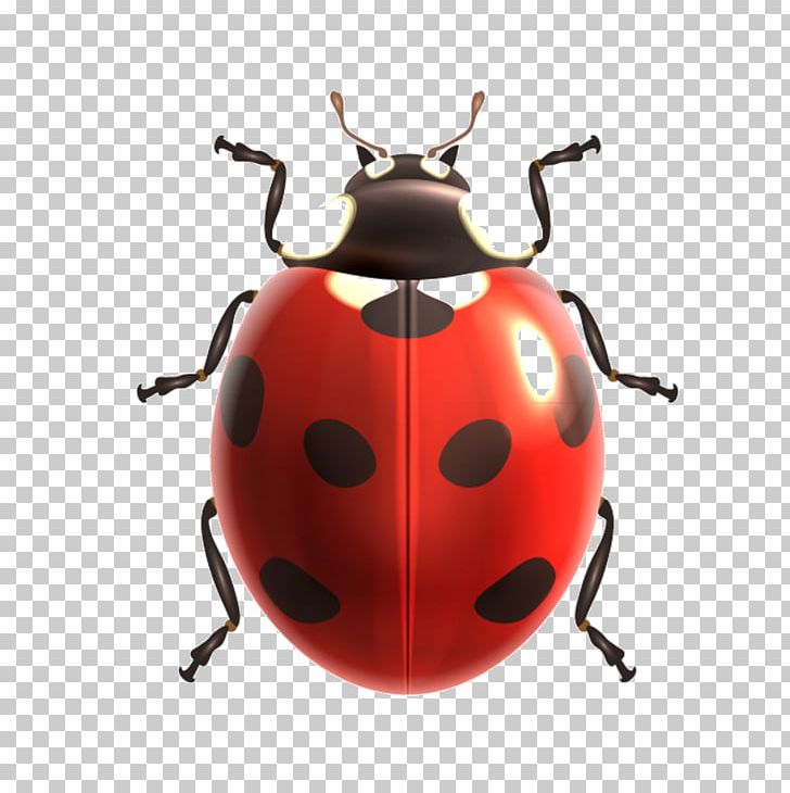 Insect PNG, Clipart, Arthropod, Beetle, Clip Art, Coccinelle, Computer Icons Free PNG Download