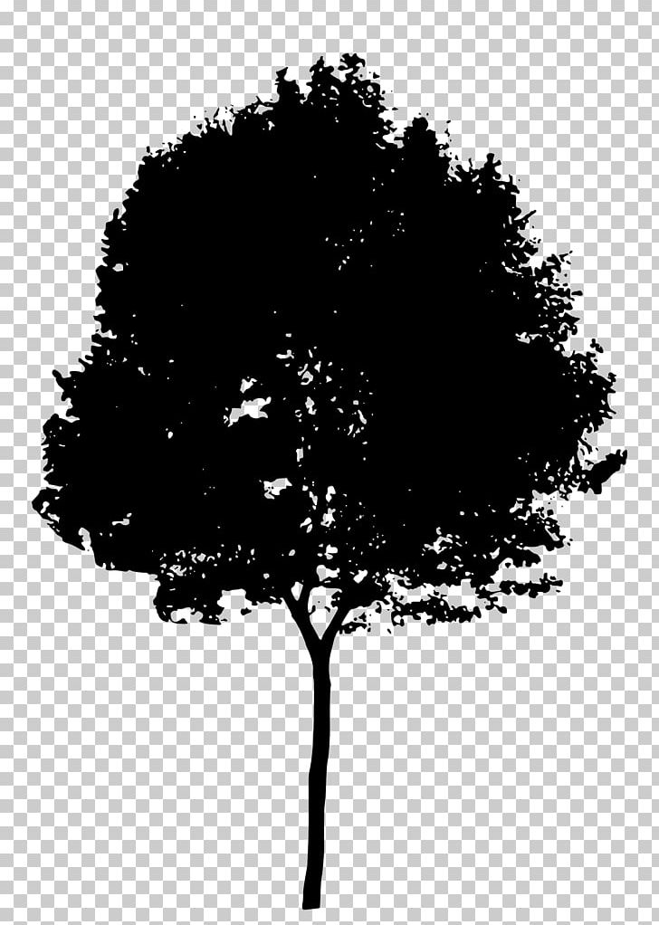 Tree Silhouette PNG, Clipart, Black And White, Branch, Clip Art, Computer Icons, Computer Wallpaper Free PNG Download