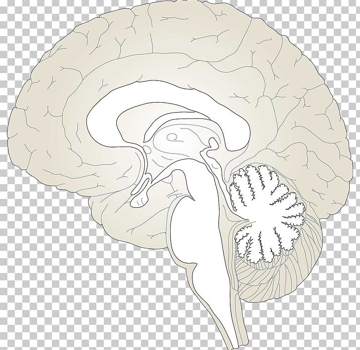 Brain Hypothalamus PNG, Clipart, Anatomy, Bone, Brain, Brain Cliparts Transparent, Ear Free PNG Download
