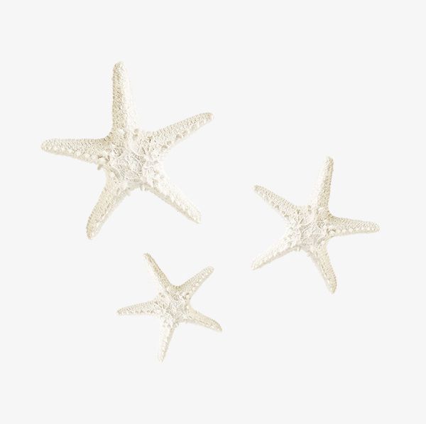 White Starfish PNG, Clipart, Beach, Ocean, Sandy, Sandy Beach, Starfish Free PNG Download