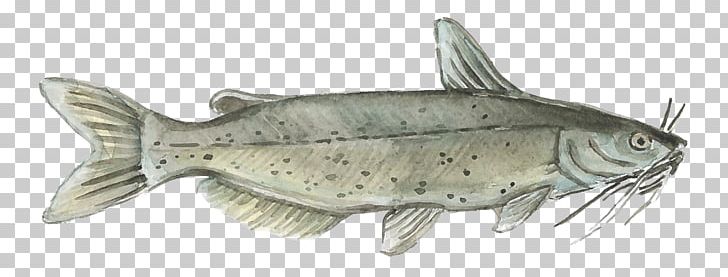 Aquaculture Of Catfish PlentyOfFish Watercolor Painting PNG, Clipart, Animal Figure, Animals, Aquaculture Of Catfish, Art, Bony Fish Free PNG Download