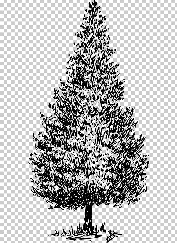 Drawing Tree Cedrus Libani Pine PNG, Clipart, Austrocedrus, Black And White, Branch, Cedar, Cedar Tree Free PNG Download