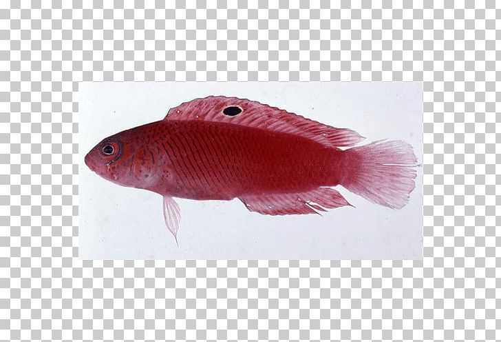 Cypho Purpurascens Manonichthys Splendens Pictichromis Coralensis PNG, Clipart, Australian Museum, Bony Fish, Dottyback, Fauna, Fin Free PNG Download