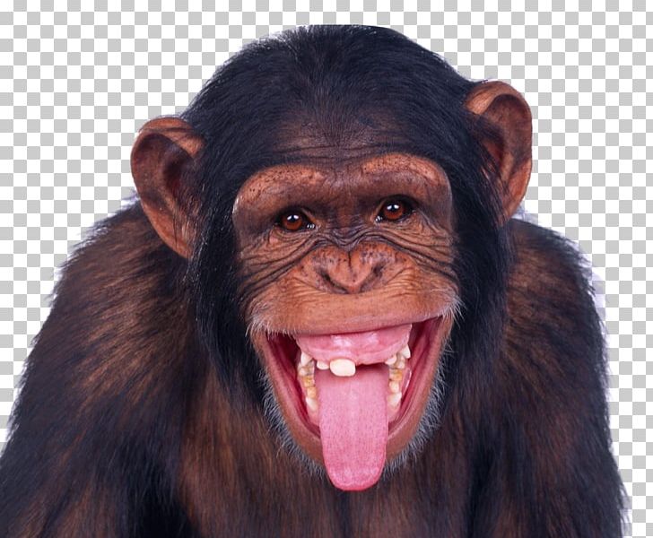 Monkey Chimpanzee Ape PNG, Clipart, Aggression, Android, Animal, Animals, Ape Free PNG Download