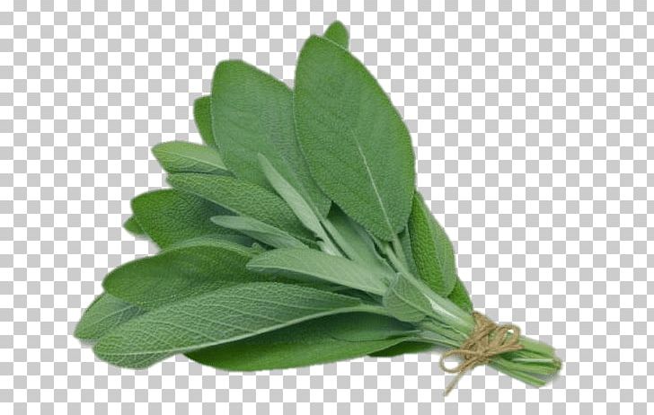 Sage PNG, Clipart, Herbs, Nature Free PNG Download