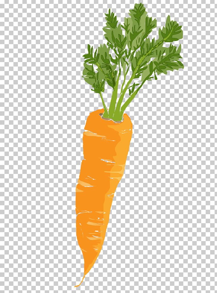 Baby Carrot Leaf Vegetable PNG, Clipart, Baby Carrot, Carrot, Chard, Company, Email Free PNG Download