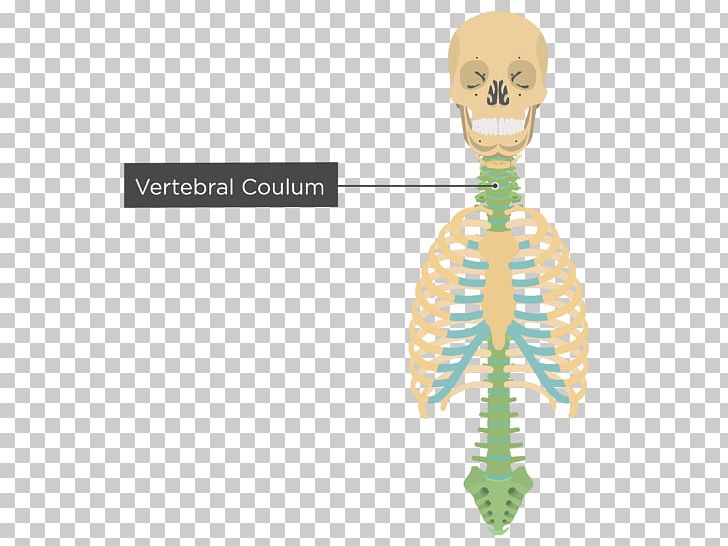 Bone Human Skeleton Homo Sapiens Axial Skeleton PNG, Clipart, Anatomy, Appendicular Skeleton, Axial Skeleton, Body Jewelry, Bone Free PNG Download