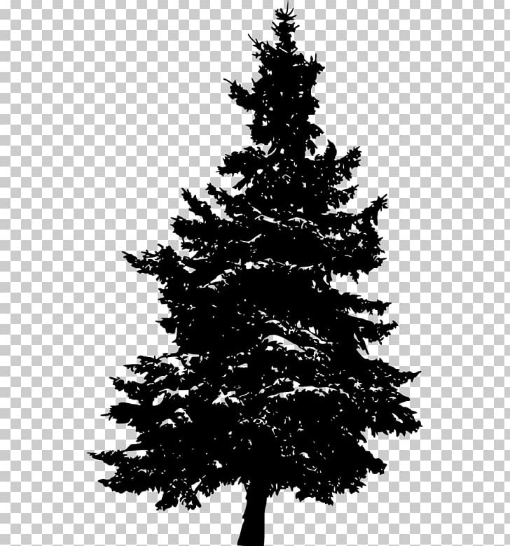 Eastern White Pine Fir Tree Evergreen PNG, Clipart, Black And White, Black Pine, Branch, Christmas Decoration, Christmas Ornament Free PNG Download