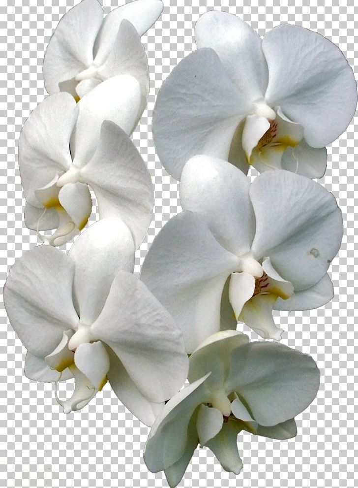 Moth Orchids Cut Flowers Plant PNG, Clipart, Cut Flowers, Flower, Flowering Plant, Heat, Liveinternet Free PNG Download