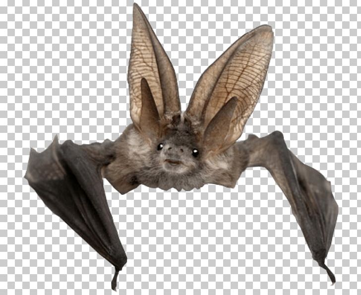 Indian Flying Fox Microbat Kitti's Hog-nosed Bat PNG, Clipart,  Free PNG Download